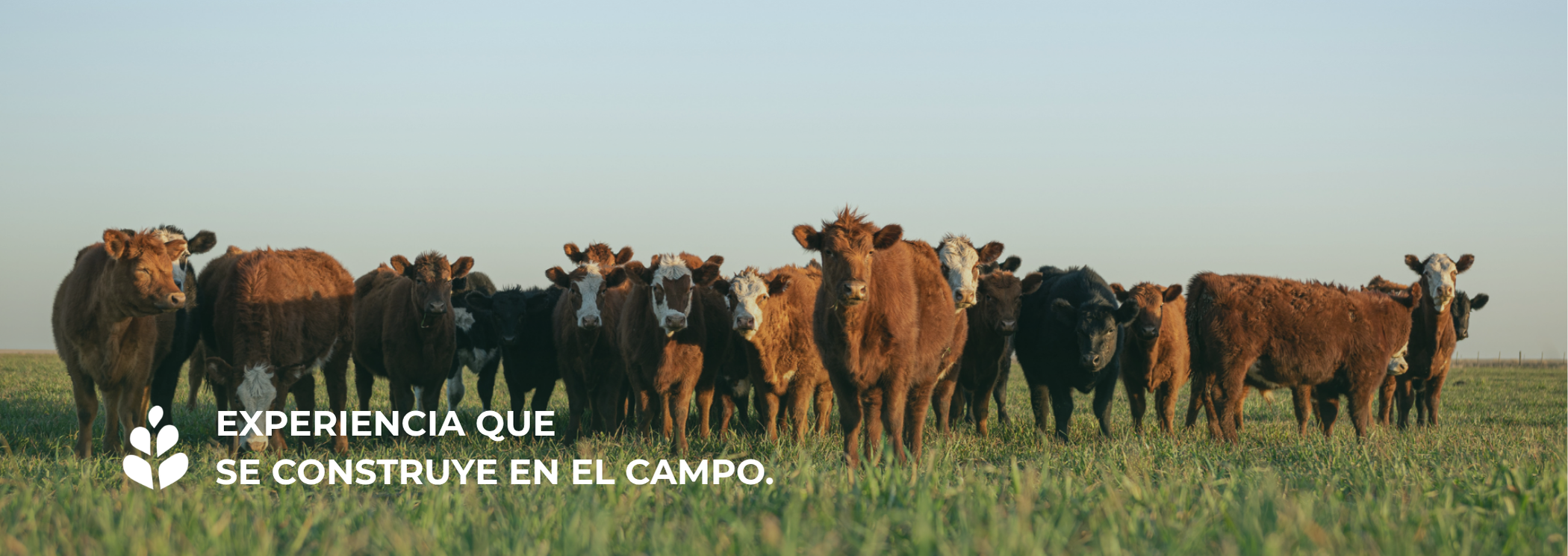 Experiencia que  se construye en el campo